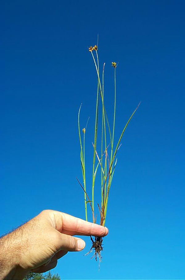 Broom Sedge