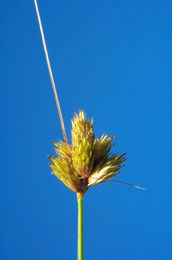 Broom Sedge