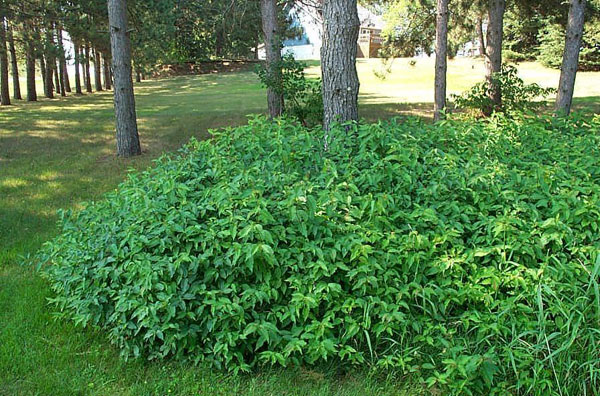 Northern Bush Honeysuckle