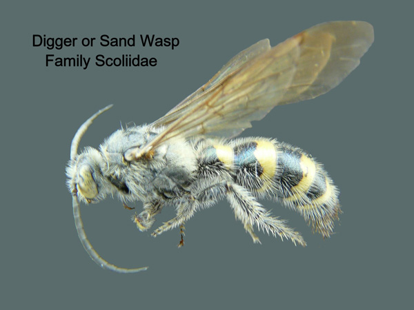 Scoliid Wasps