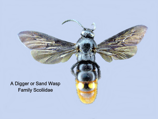 Scoliid Wasps