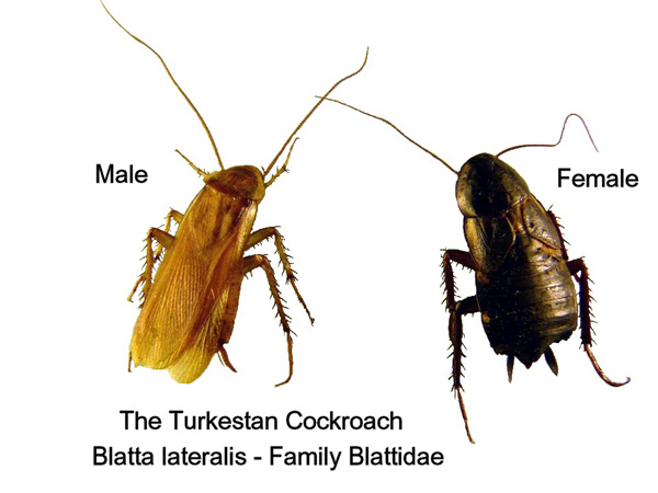 Turkestan cockroach