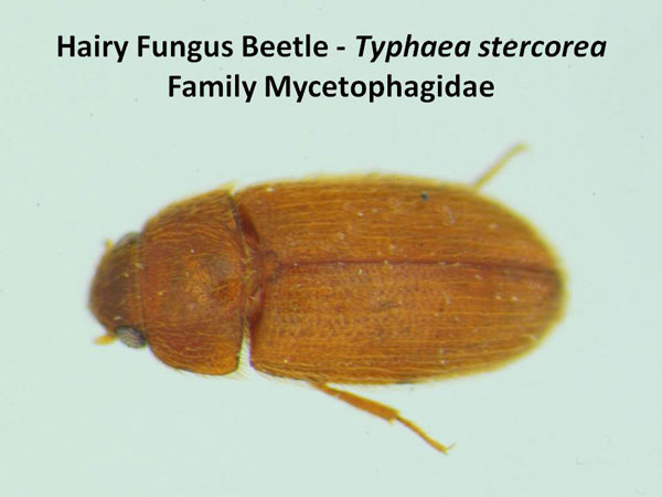 Hairy Fungus Beetle