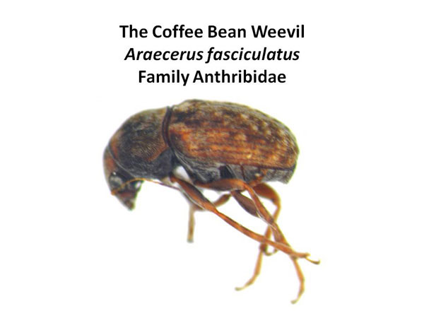 Coffee Bean Weevil