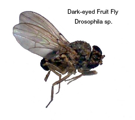Dark-eyed Fruit Fly