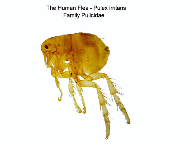 Human Flea