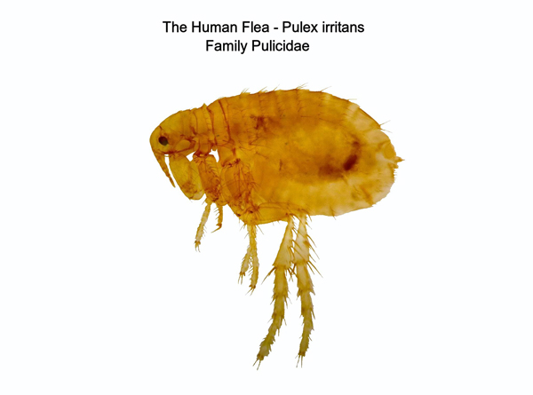 Human Flea