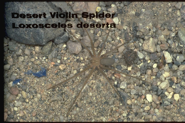 Desert Recluse Spider