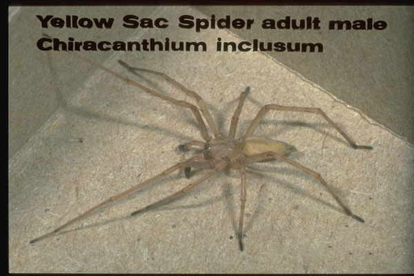 Yellow Sac Spiders