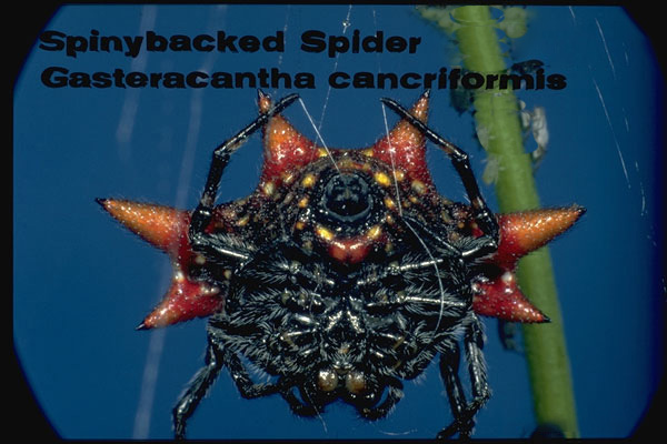Spinybacked Spider