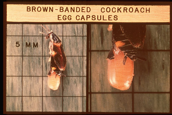 Brownbanded Cockroach