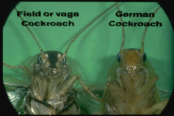 Field Cockroach