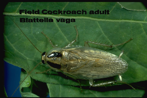 Field Cockroach