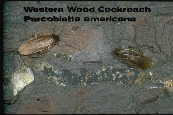 Wood Cockroaches