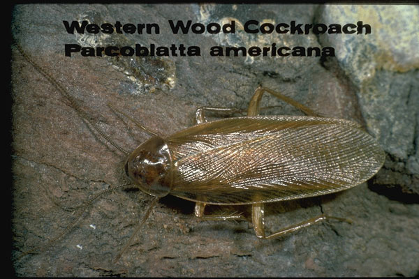 Wood Cockroaches