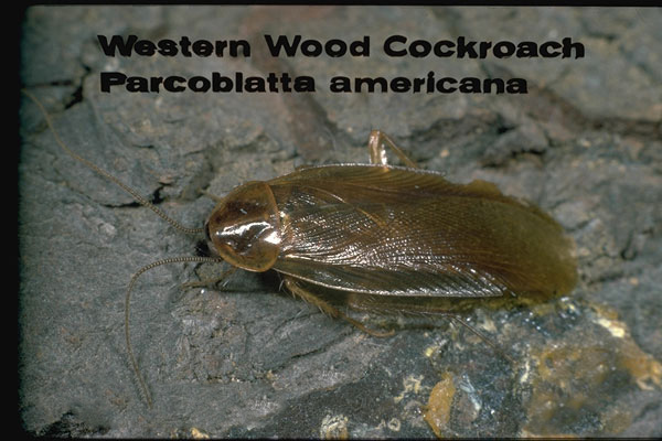 Wood Cockroaches