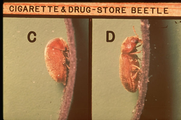 Cigarette Beetle