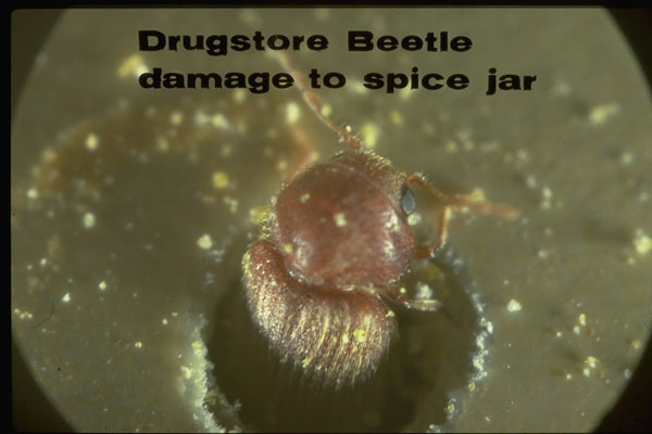 Drugstore Beetle