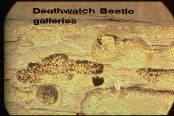 Deathwatch Beetle