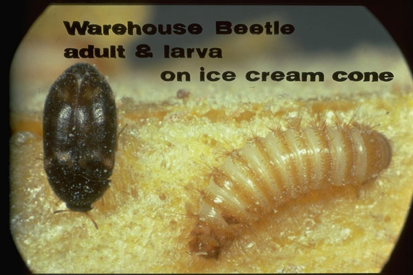 Warehouse Beetle