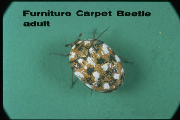 Furniture Carpet Beetle