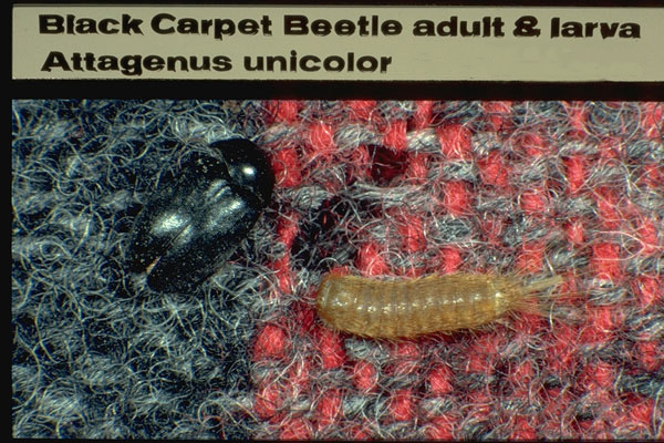 Black Carpet Beetle