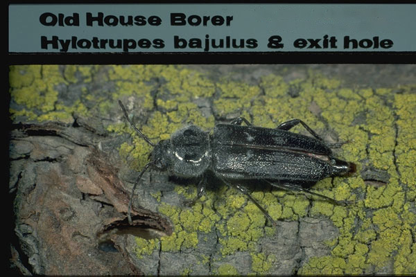 Old House Borer