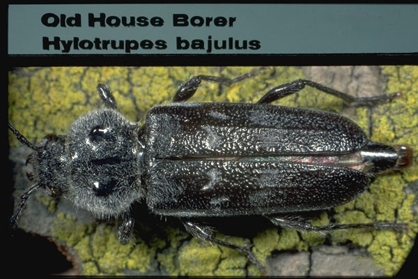 Old House Borer