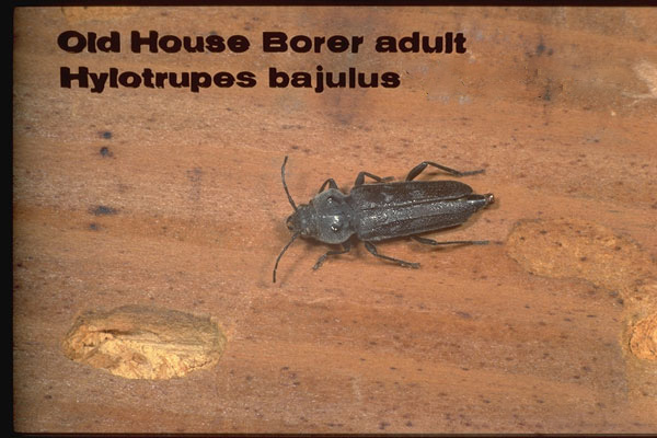 Old House Borer