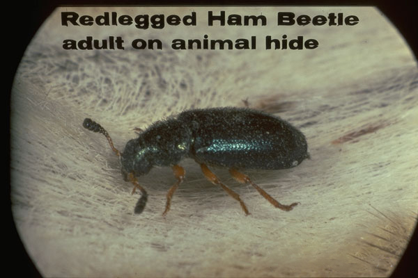 Red Legged Ham Beetle
