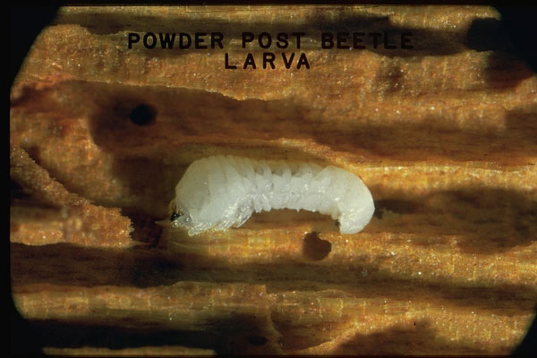 True Powderpost Beetles