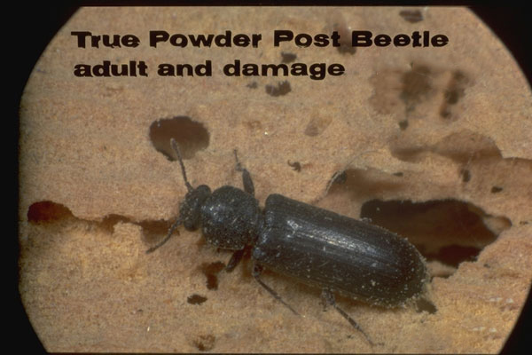 True Powderpost Beetles