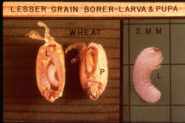 Lesser Grain Borer