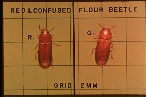 Confused Flour Beetle