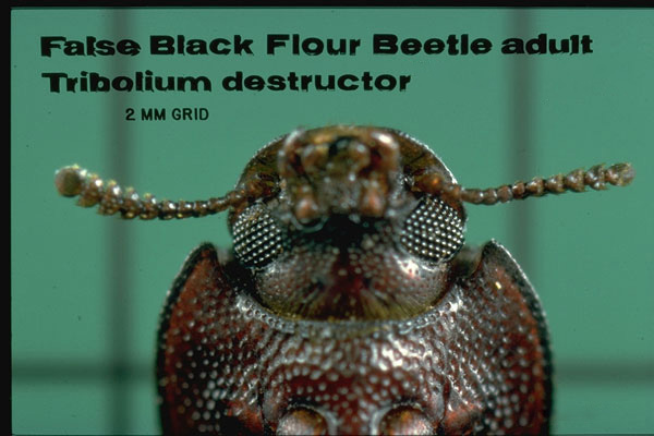 False Black Flour Beetle