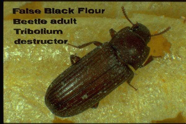 False Black Flour Beetle