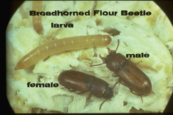 Broad-horned Flour Beetle