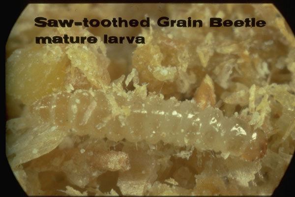 Sawtoothed Grain Beetle