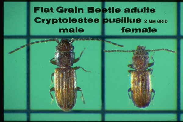 Flat & Rusty Grain Beetles