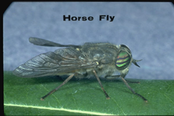 Horse Flies