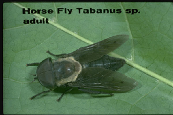 Horse Flies