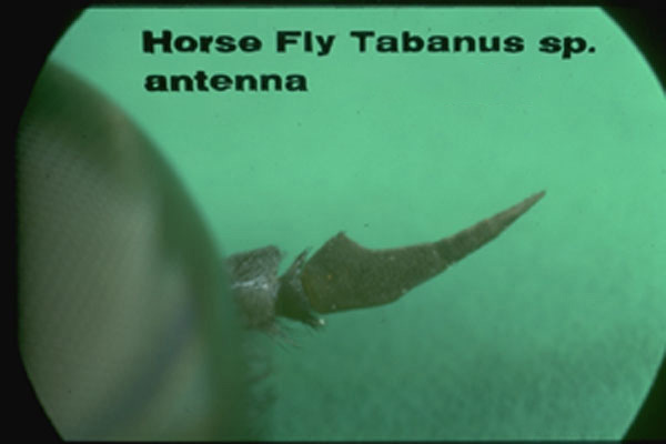 Horse Flies