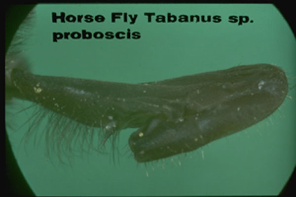 Horse Flies