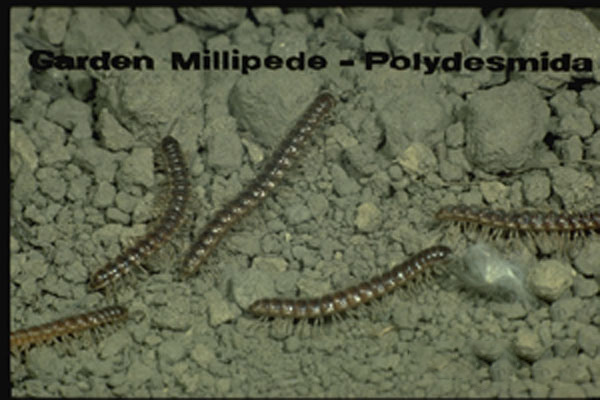 Greenhouse Millipede