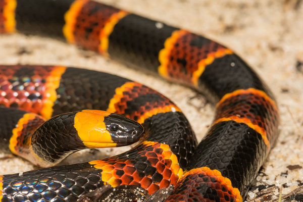 Eastern Coral Snake