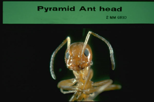 Pyramid Ant