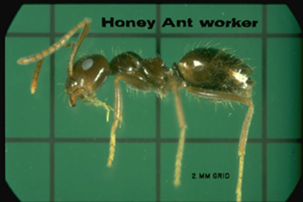 Small (False) Honey Ant