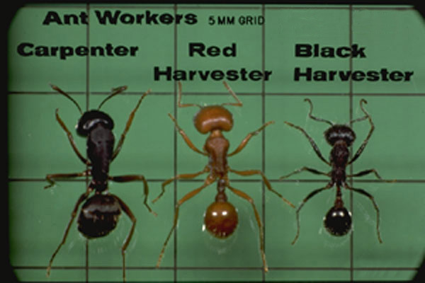 Black Harvester Ants