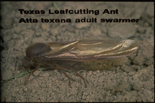 Texas Leafcutting Ant