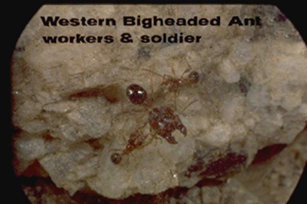 Bigheaded Ants